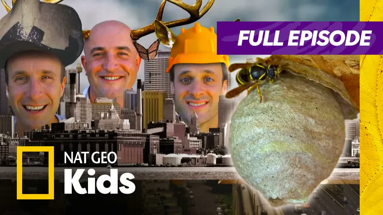 We Built a HUMAN-SIZED Wasps Nest | Live Like an Animal Full Episode | Nat Geo Kids