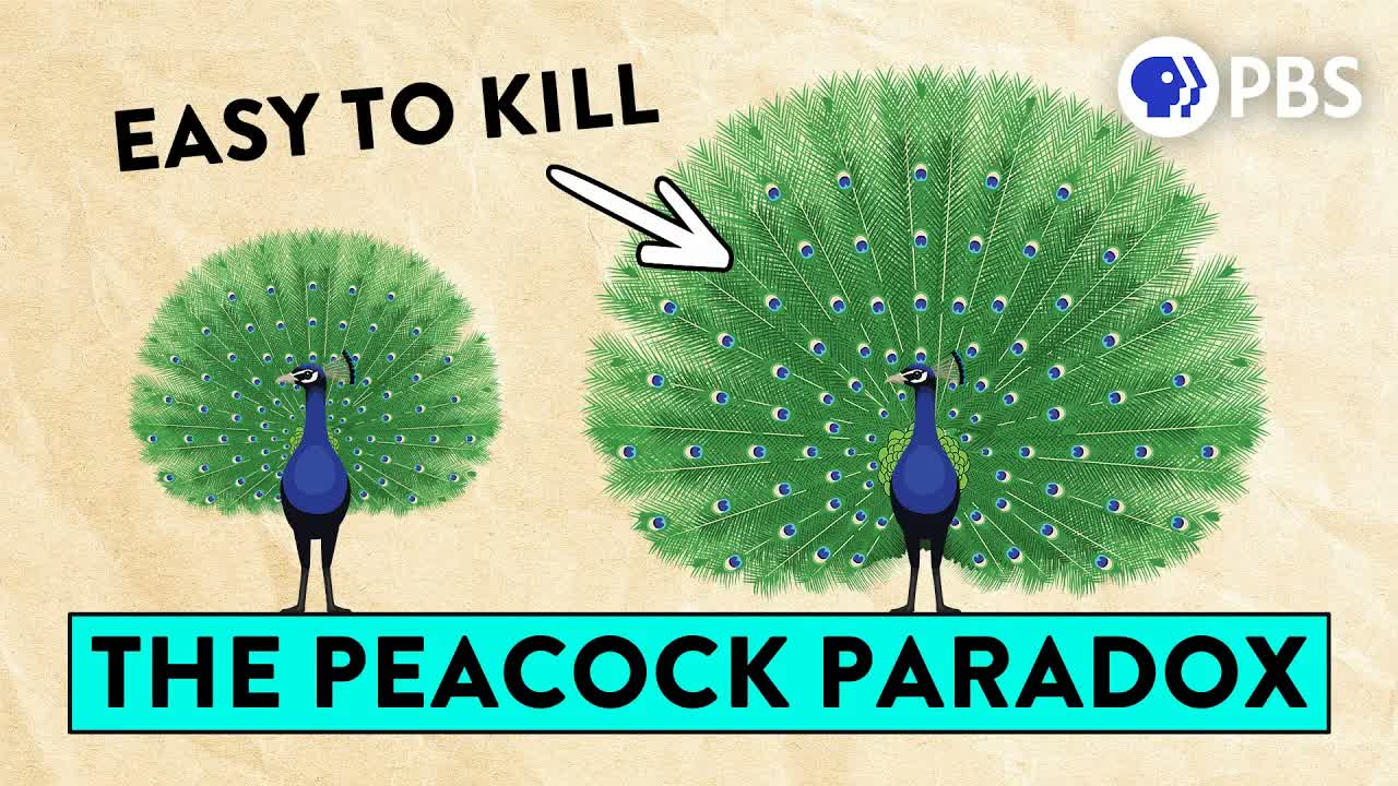 The Sexy Paradox That Stumped Darwin