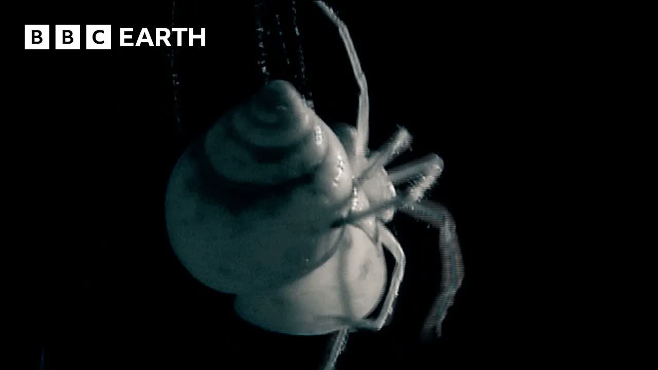 One Of The World's Rarest Carnivores | Madagascar | BBC Earth