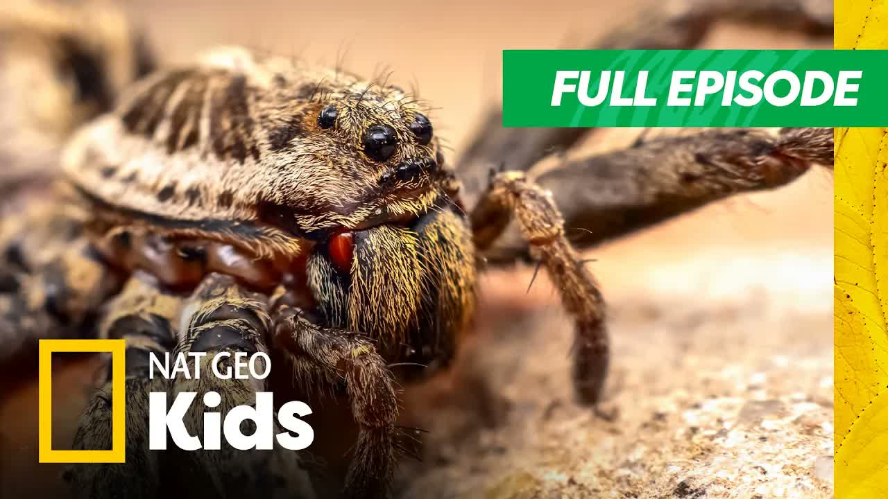 Funny Named Animals are Cute... But Creepy!🤣 | You're Called What?! | Nat Geo Kids