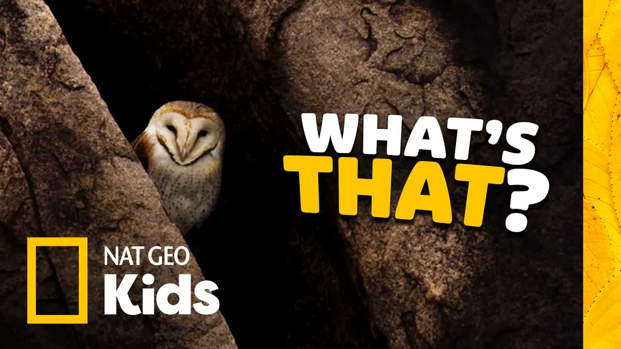 Surprising Creatures of the Night! 🦉🌖 Animal Facts for Kids I Nat Geo Kids